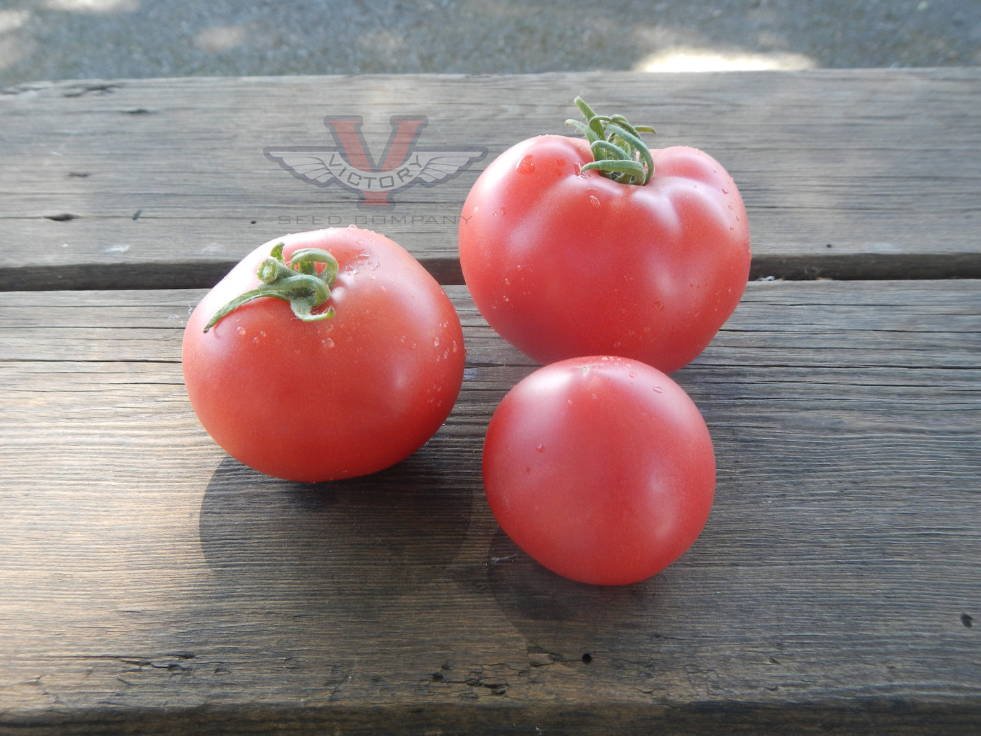 Dwarf Flashy Ace Tomato - Victory Seeds® – Victory Seed Company