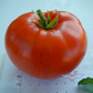 Dwarf Hannah's Prize Tomato