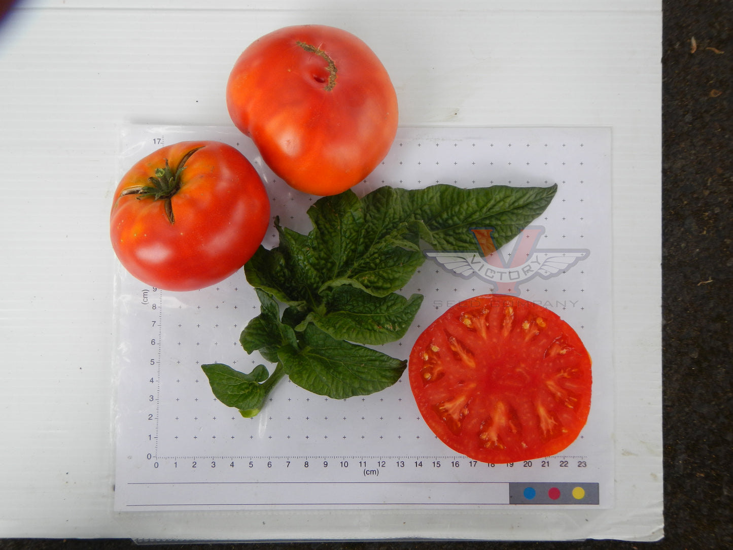 Dwarf Harmonic Convergence Tomato