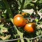 Dwarf Sandy Stripes Tomato