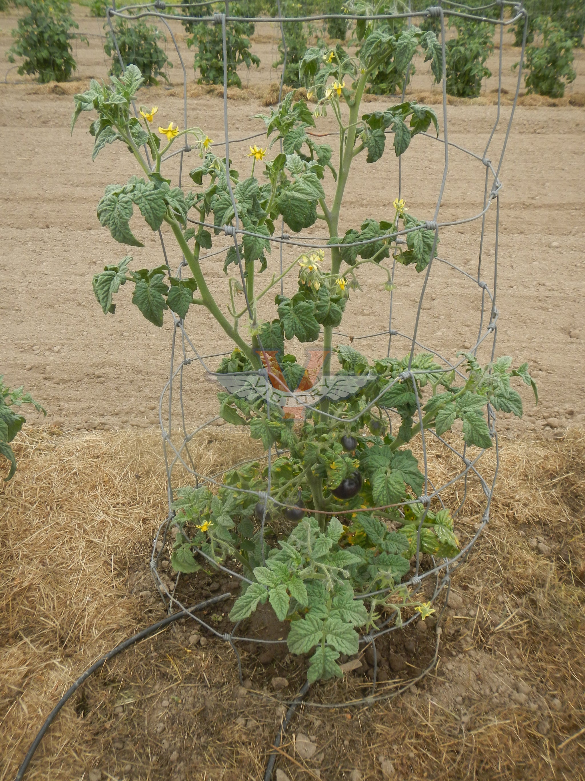 Gondwana Moon Tomato - Victory Seeds® – Victory Seed Company