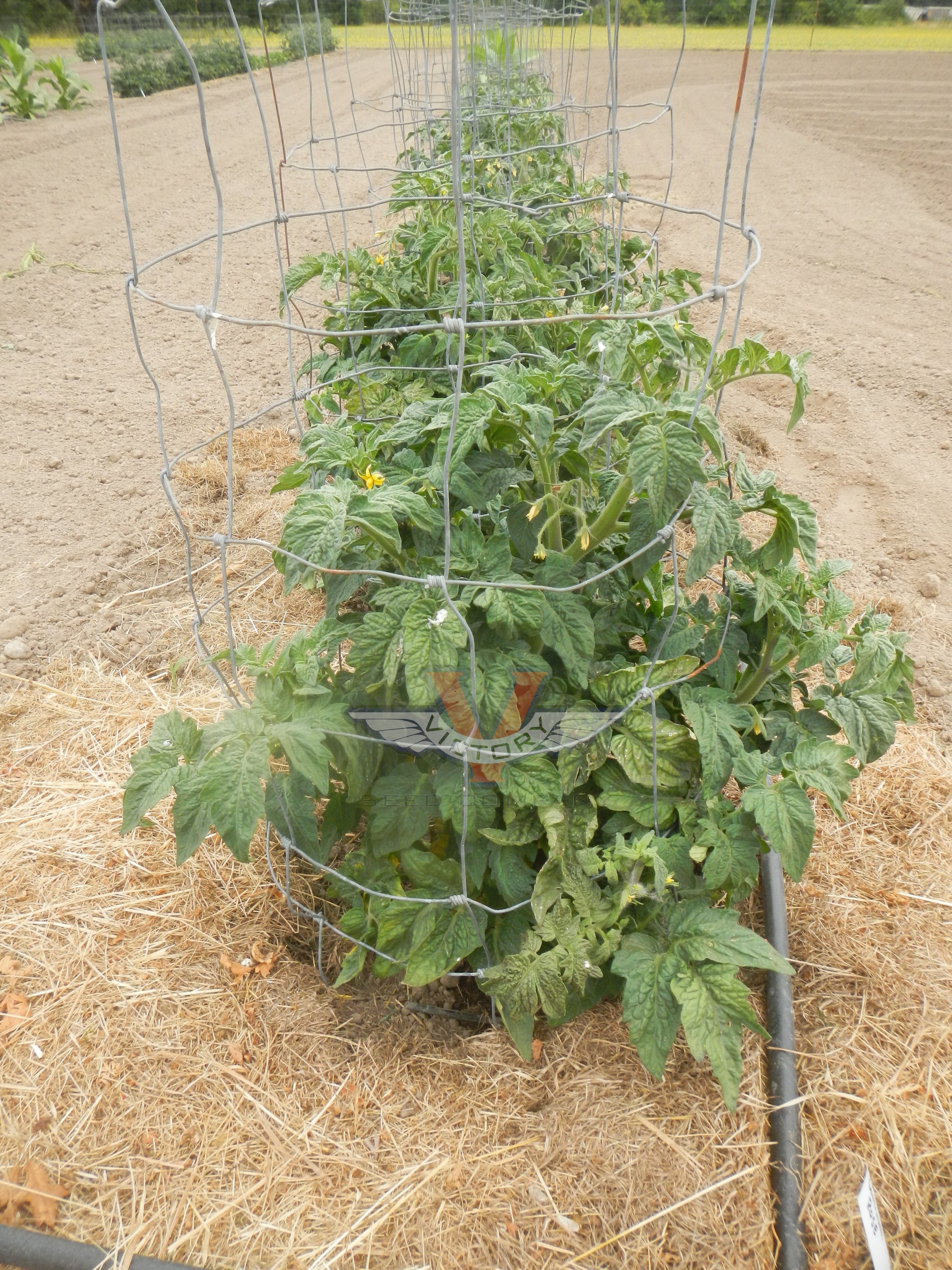 Gondwana Rose Tomato - Victory Seeds® – Victory Seed Company