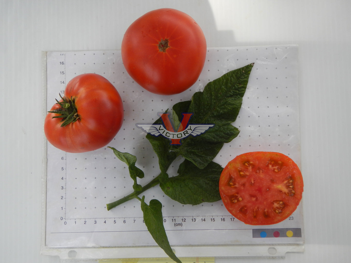 Vegetable Tomato 'Jet Star' Slicing Tomato from Sedan Floral