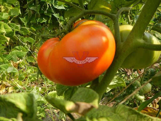 Sweet Scarlet Dwarf Tomato