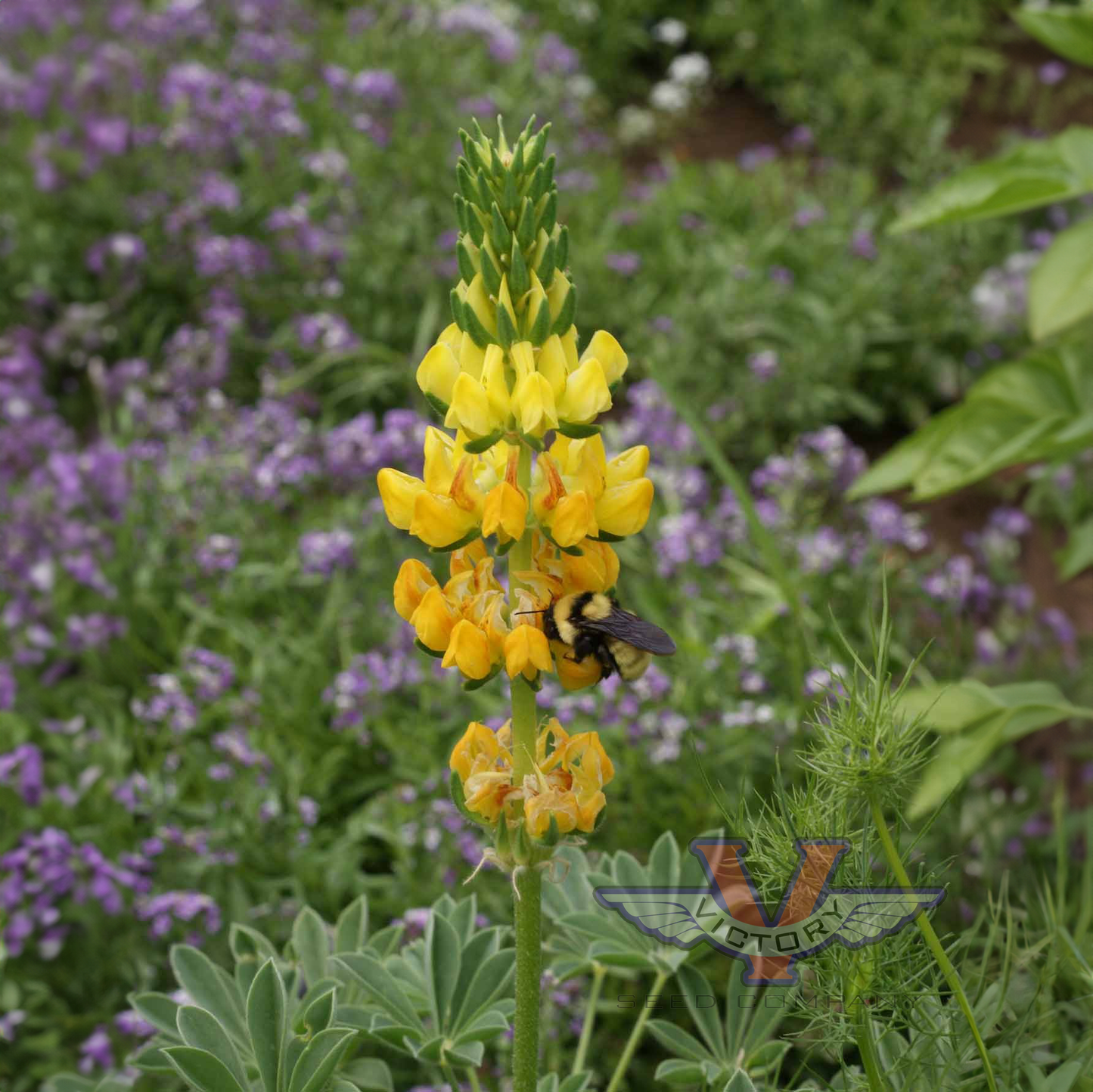 Yellow Lupine