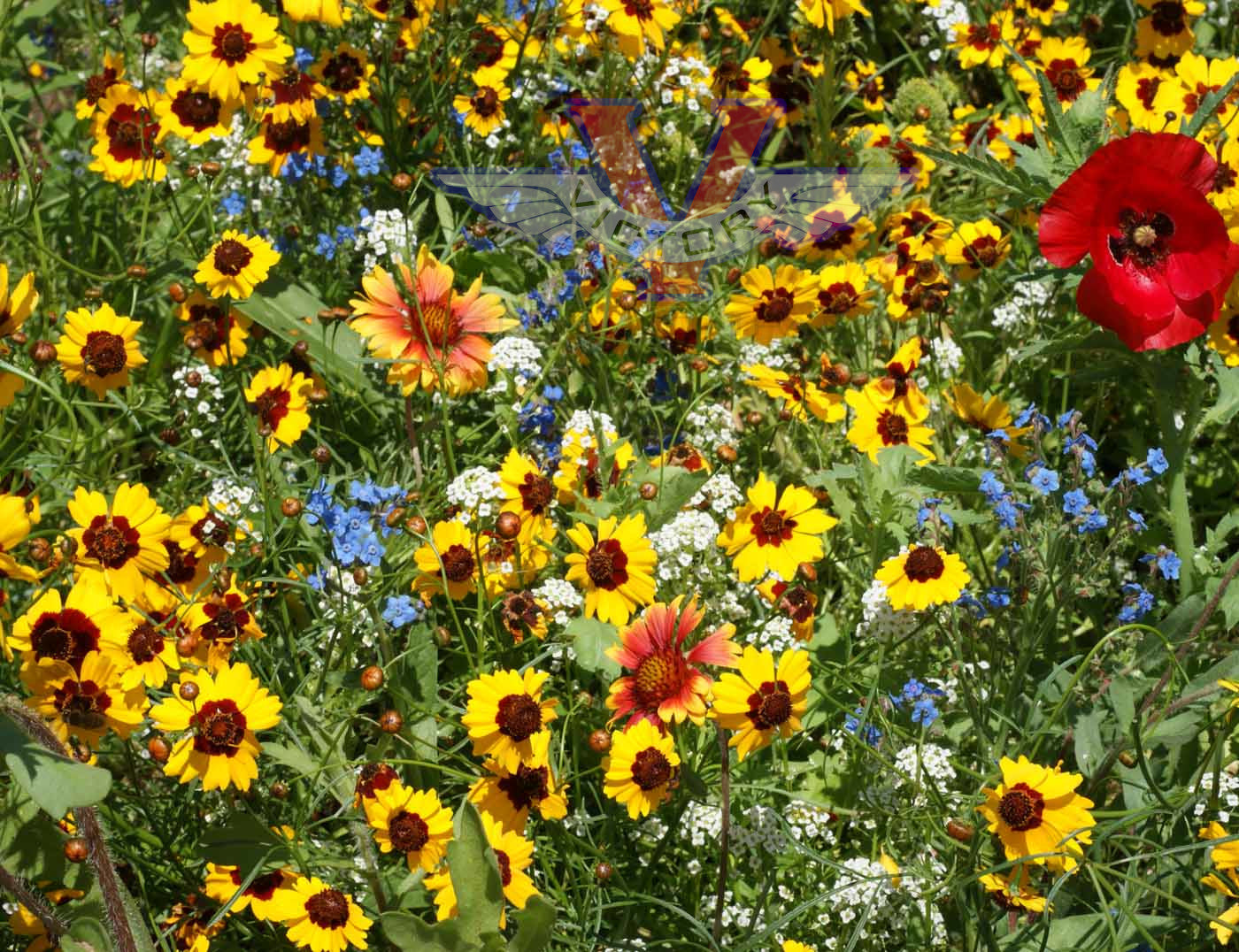 Bees & Pollinators Feed Seed Mix