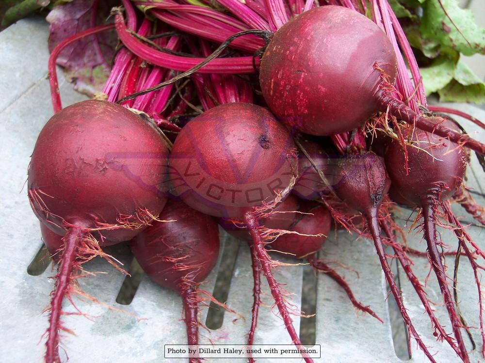 Detroit Dark Red Beet