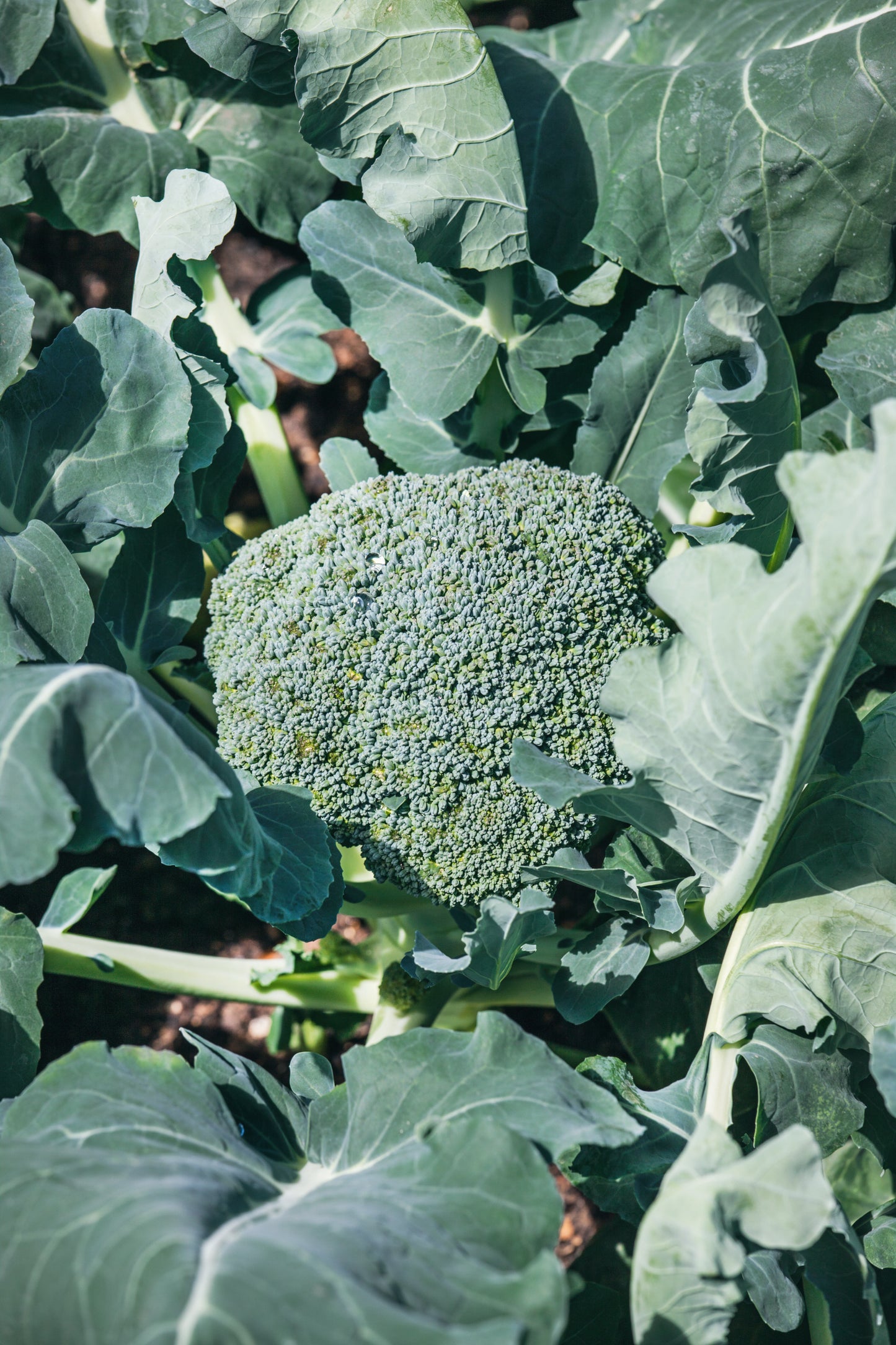 Di Ciccio Broccoli