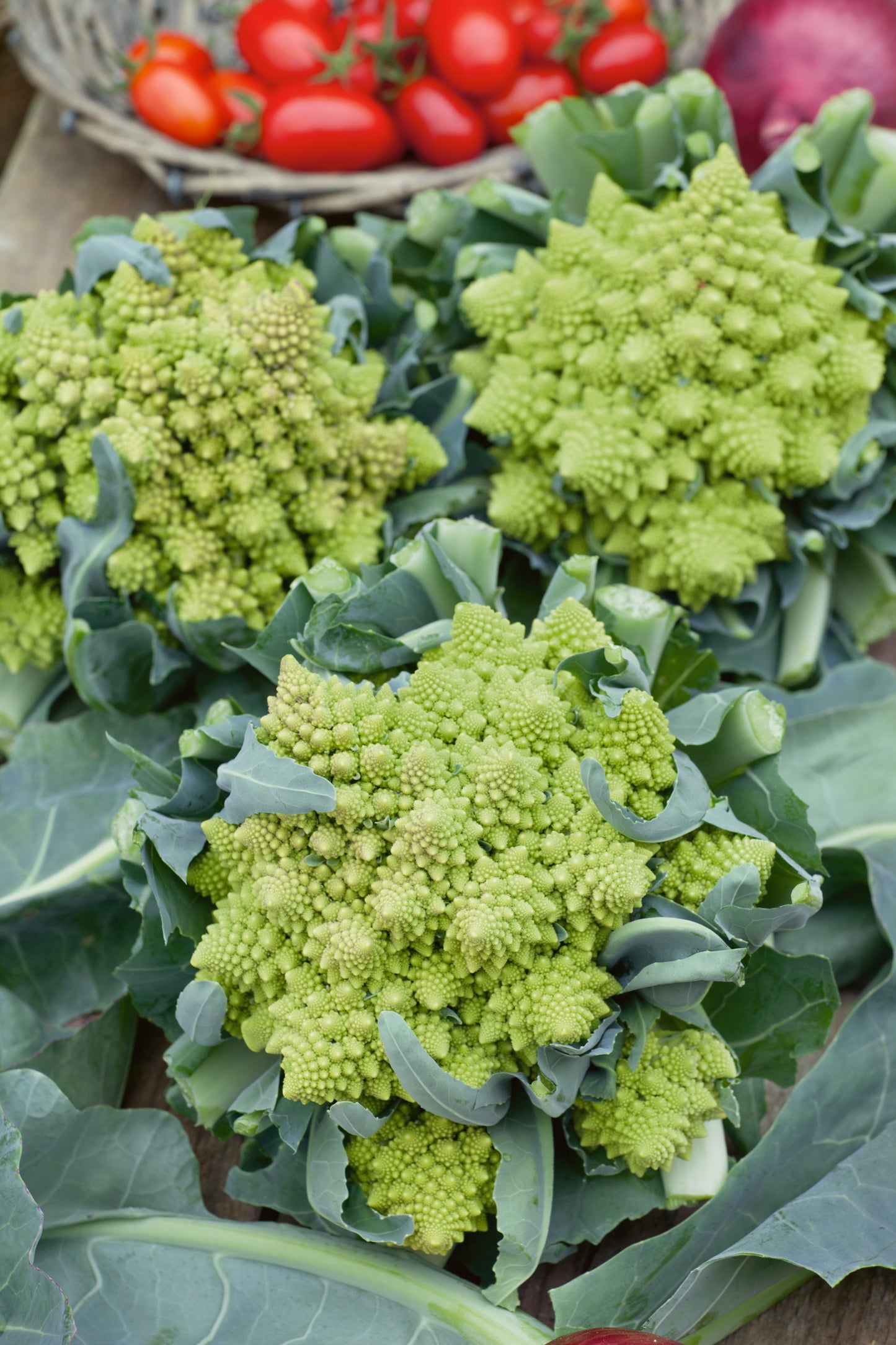 Romanesco Broccoli