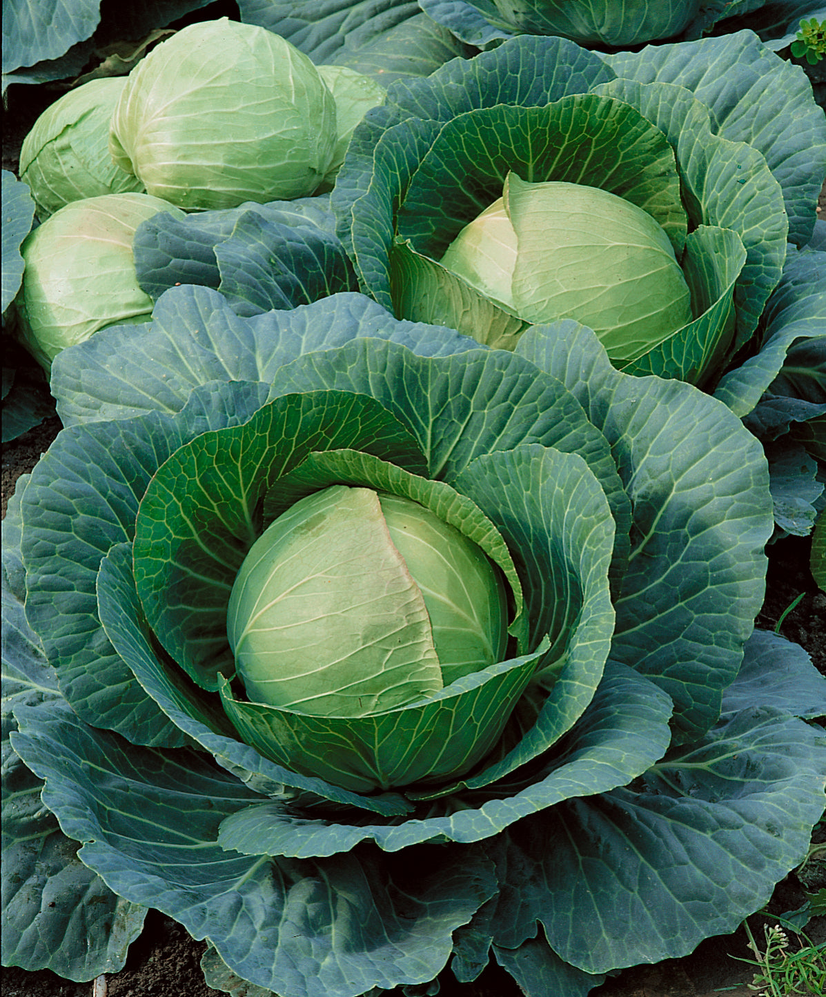 Danish Ballhead Cabbage