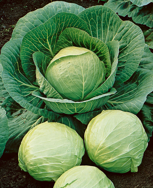 Early Round Dutch Cabbage