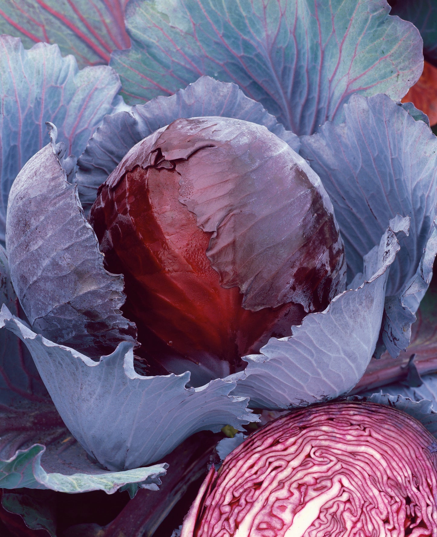 Red Express Cabbage