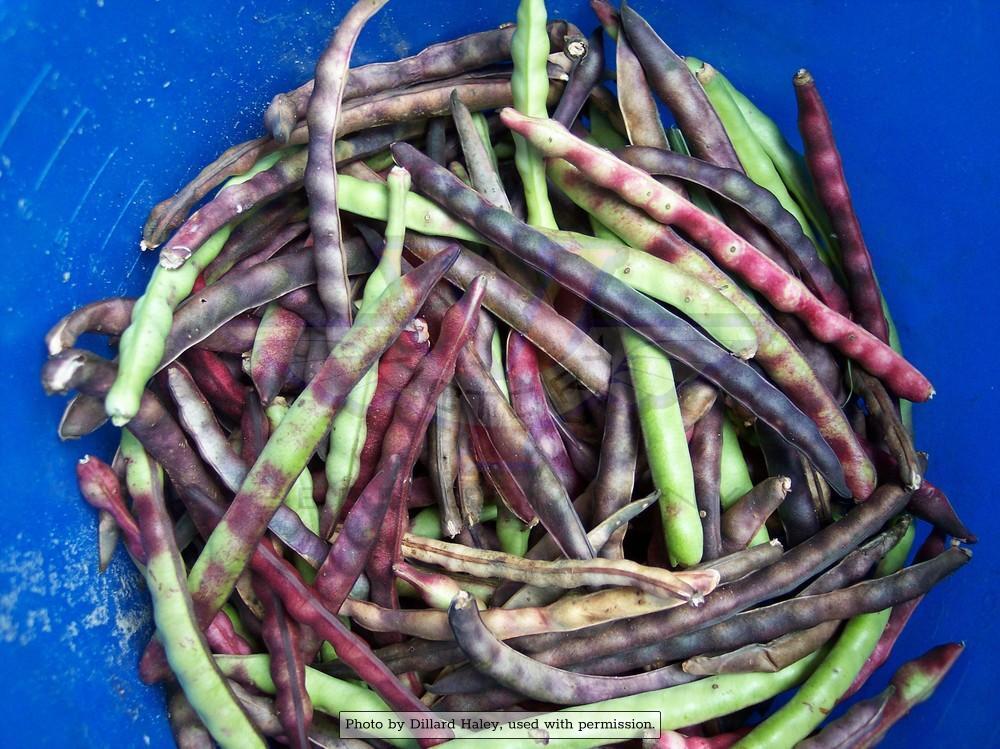 Knuckle Purplehull Southern Pea - Victory Seeds® – Victory Seed Company