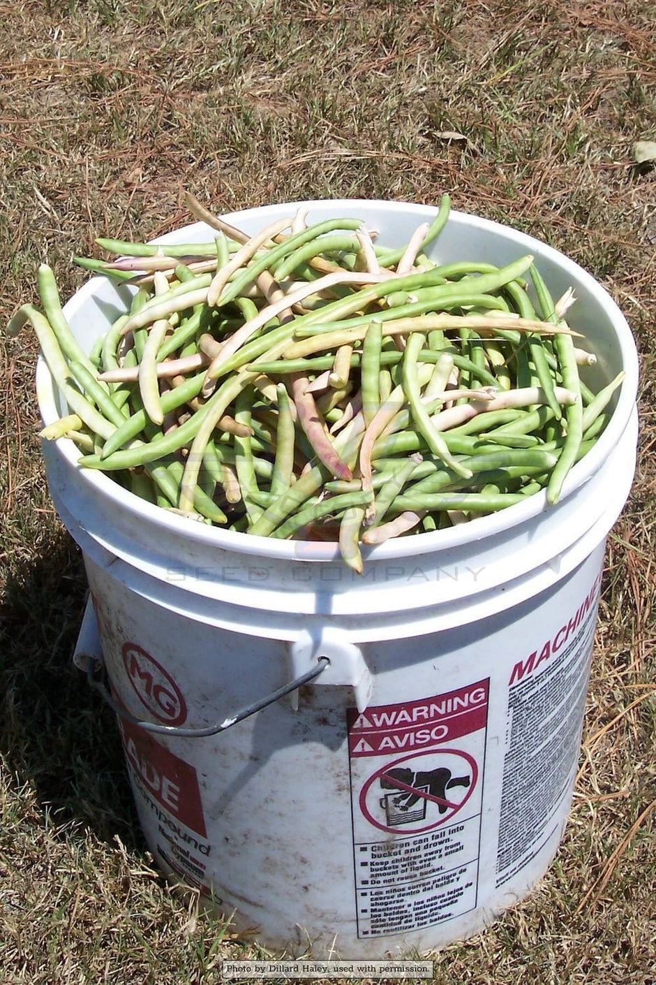 Heirloom Southern Peas or Cowpeas from the Victory Seed Company