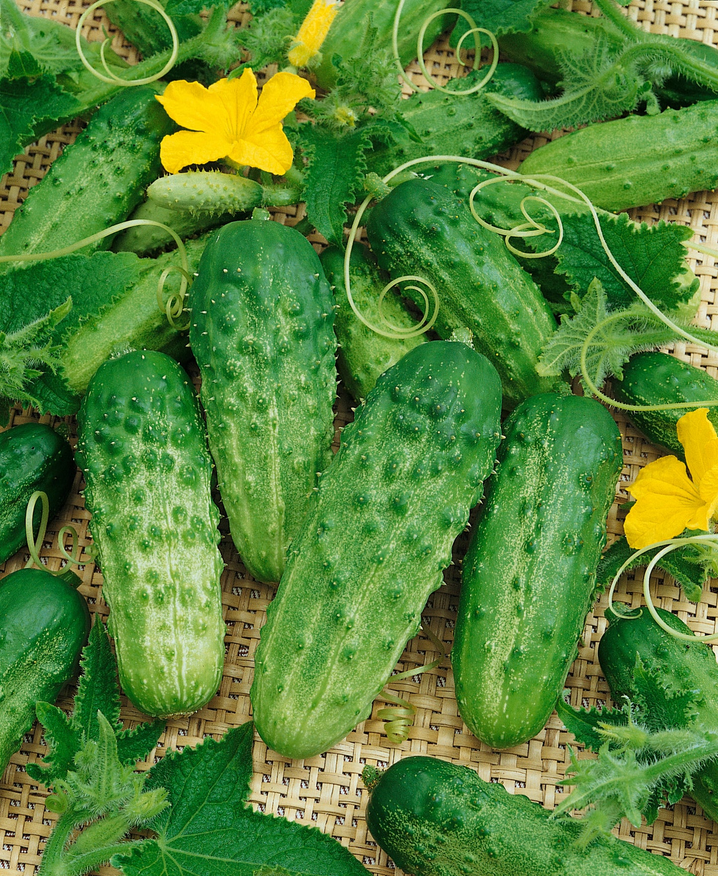 Pick a Bushel F1 Cucumber