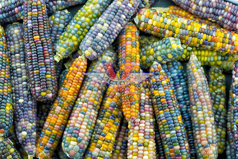 Popcorn corn shop