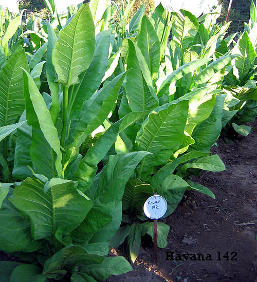 Havana 142 Tobacco - Victory Seeds® – Victory Seed Company