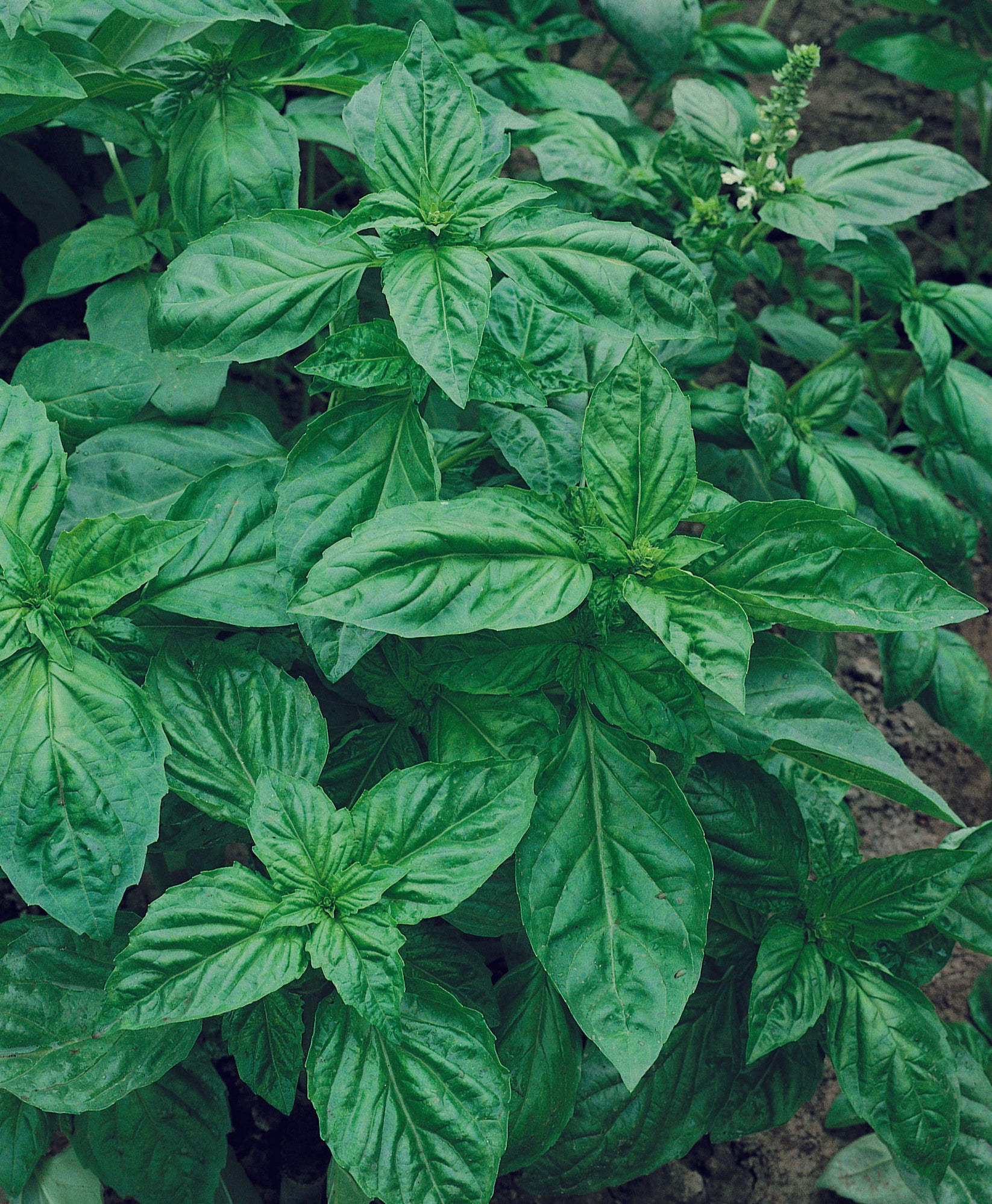 Basil, Genovese (Organic) – Victory Seed Company