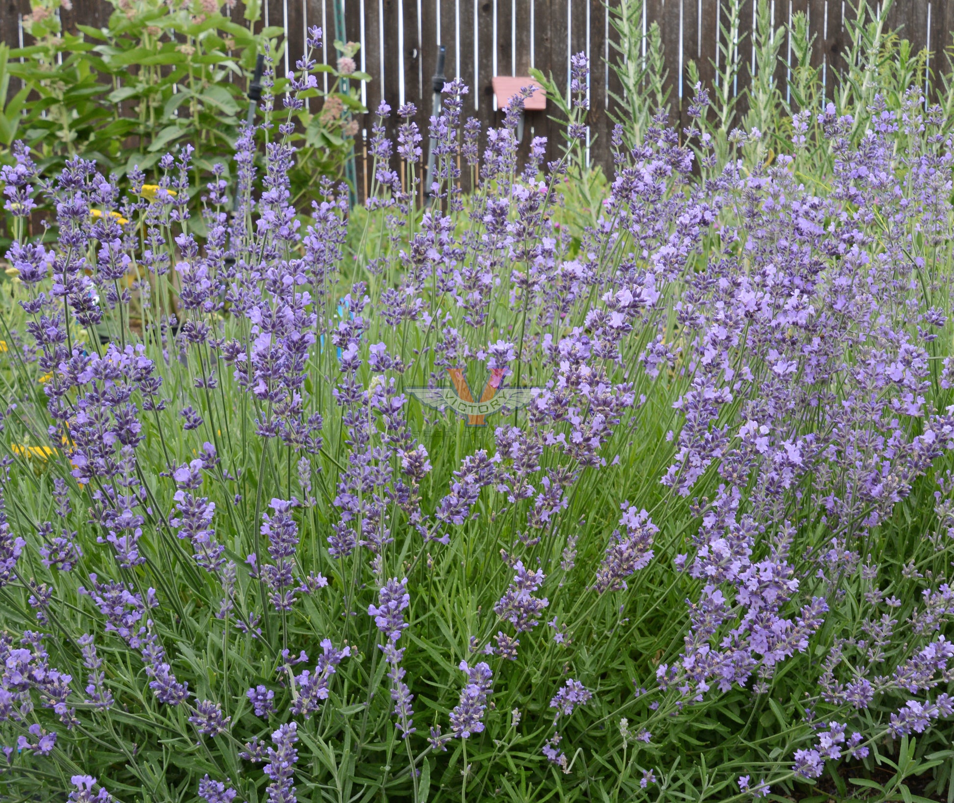 Lavender, English (Lavandula angustifolia vera) potted plant, organic