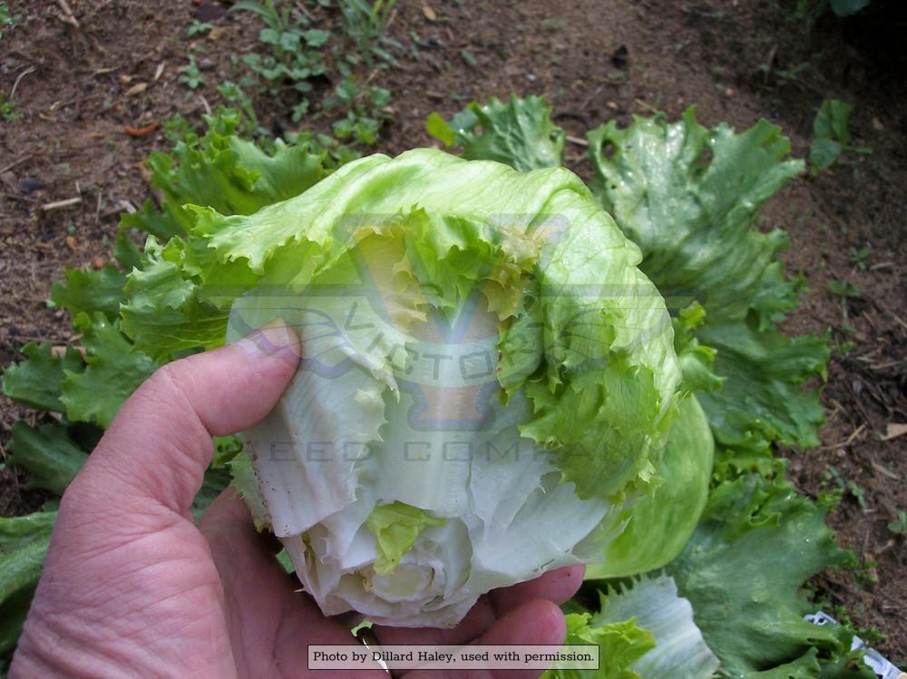 Iceberg Head Lettuce