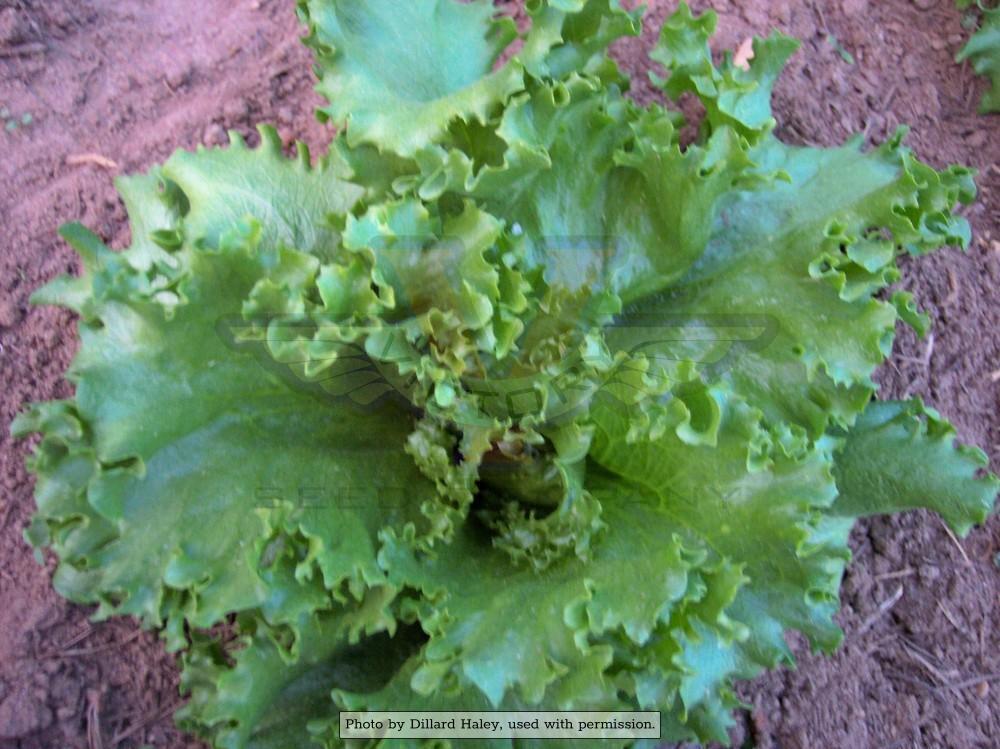 Iceberg Head Lettuce