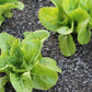 All The Year Round Butterhead Lettuce
