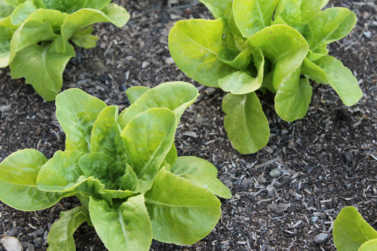 All The Year Round Butterhead Lettuce