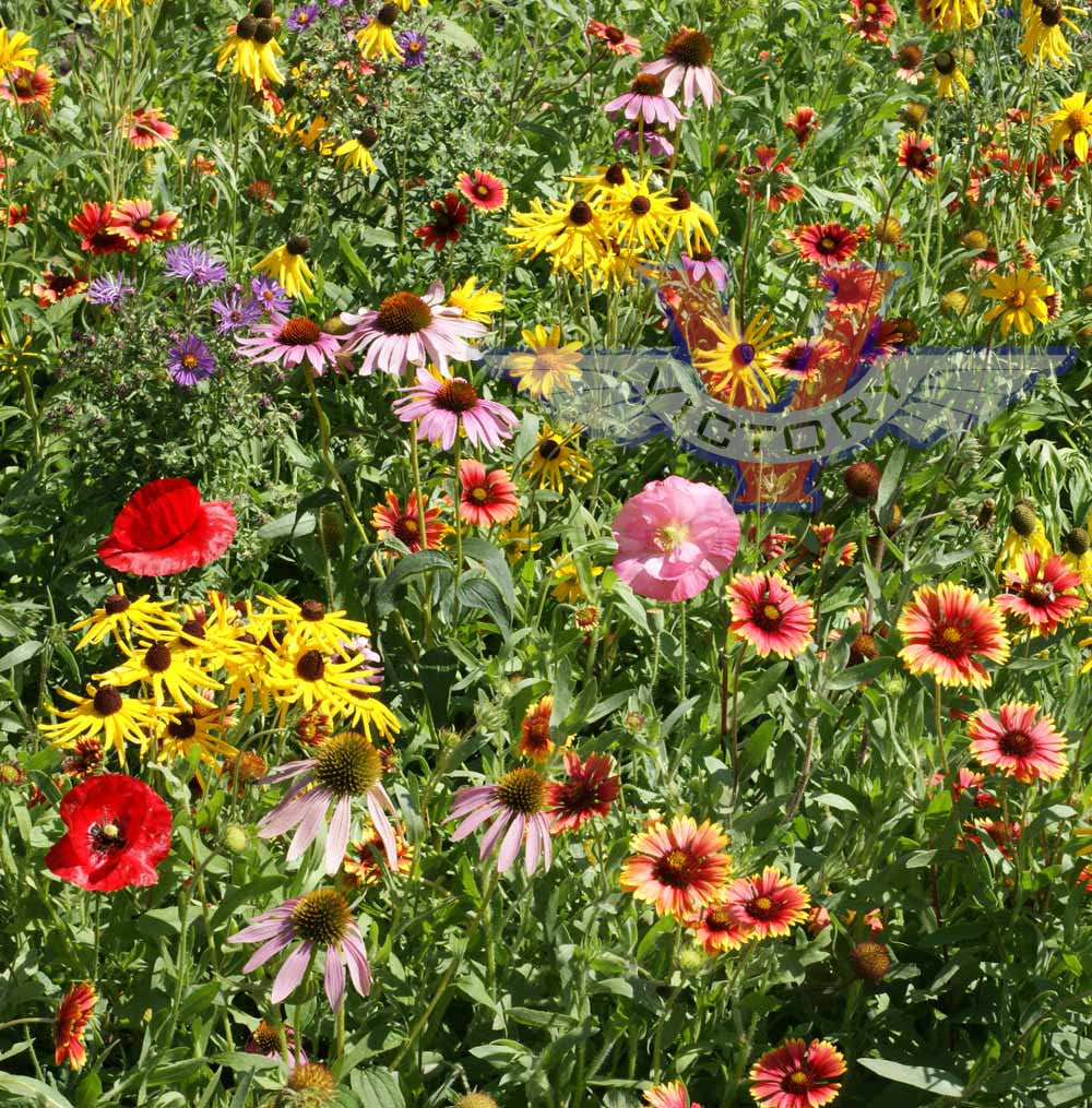 Midwest Wildflower Mix