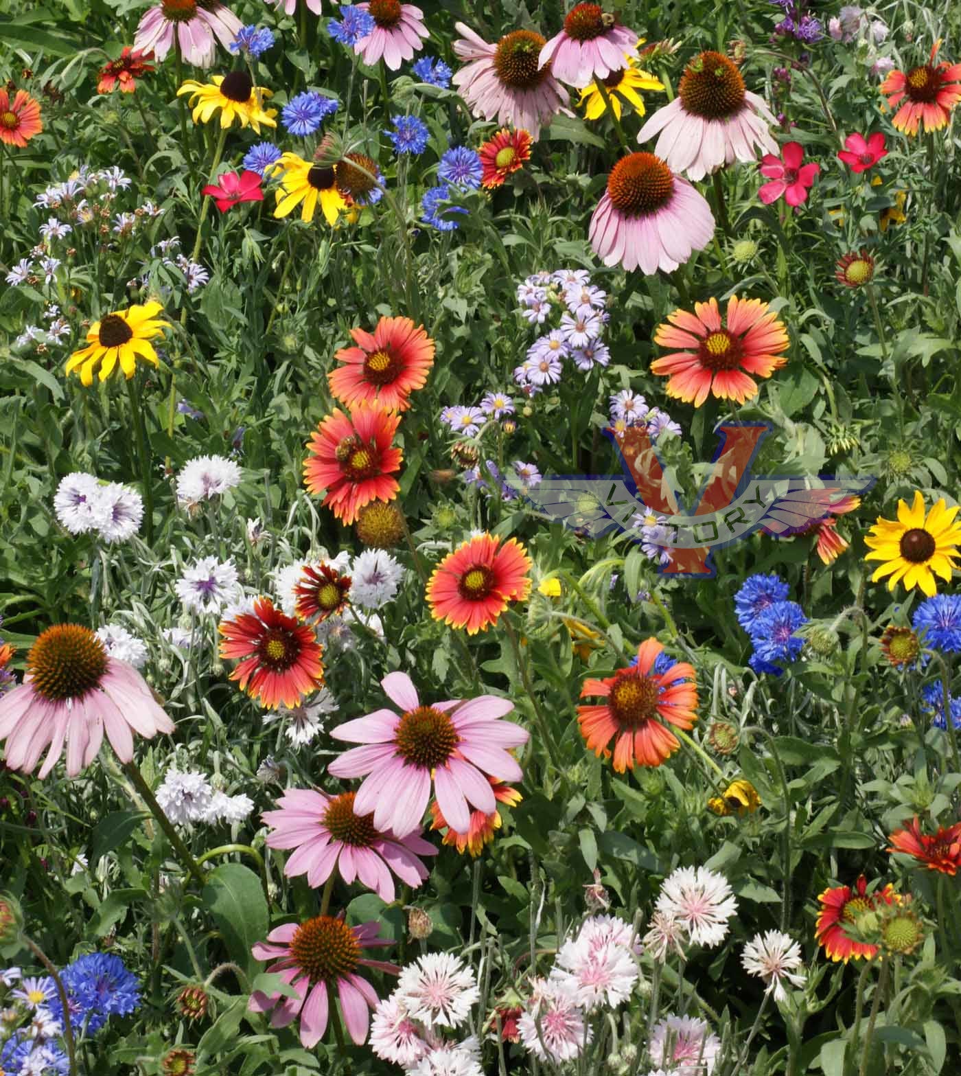 Northeast Wildflower Mix - Victory Seeds® – Victory Seed Company