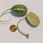 West Indian Gherkin Cucumber