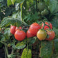 Rosy Finch Tomato