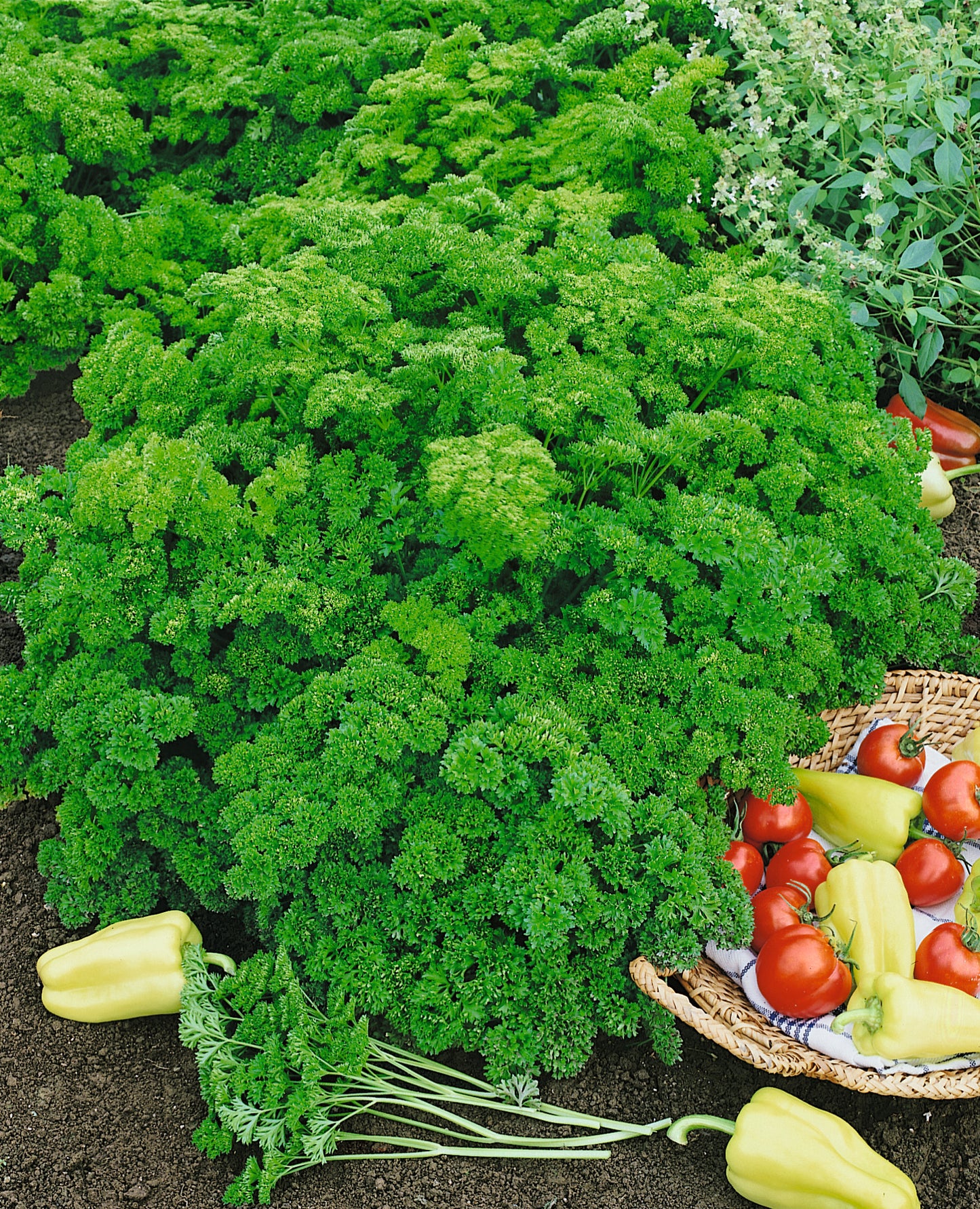 Evergreen Parsley