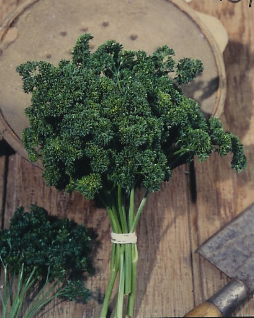 Moss Curled Parsley