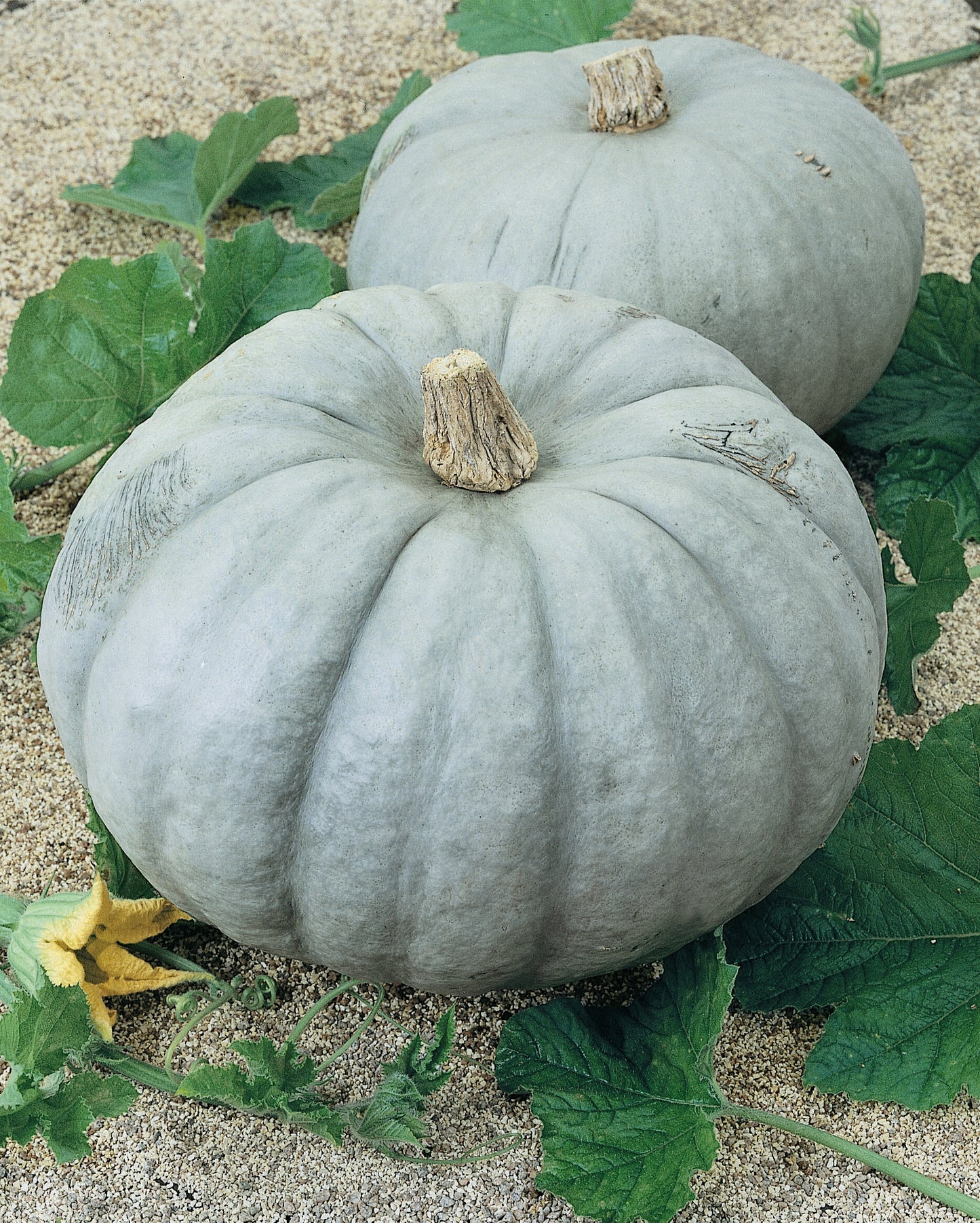 Jarrahdale Winter Squash