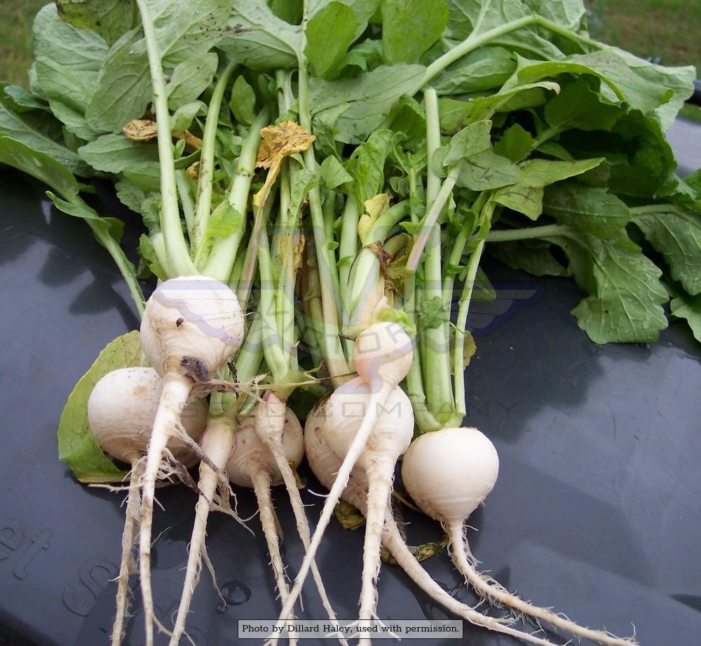 Hailstone White Globe Radish