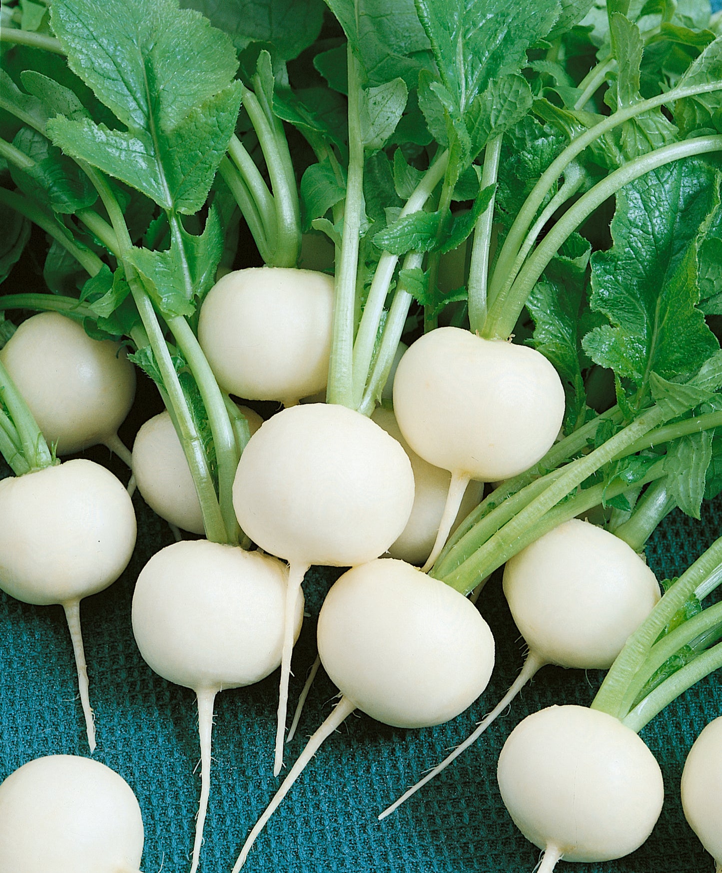 Hailstone White Globe Radish