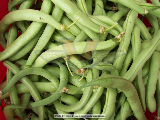 Landreth's Stringless Bush Green Bean