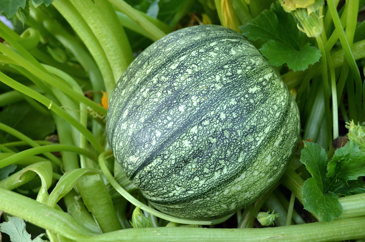 Round Zucchini Summer Squash