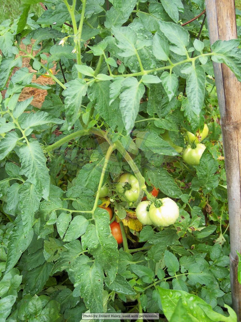 Bella Rosa F1 Tomato