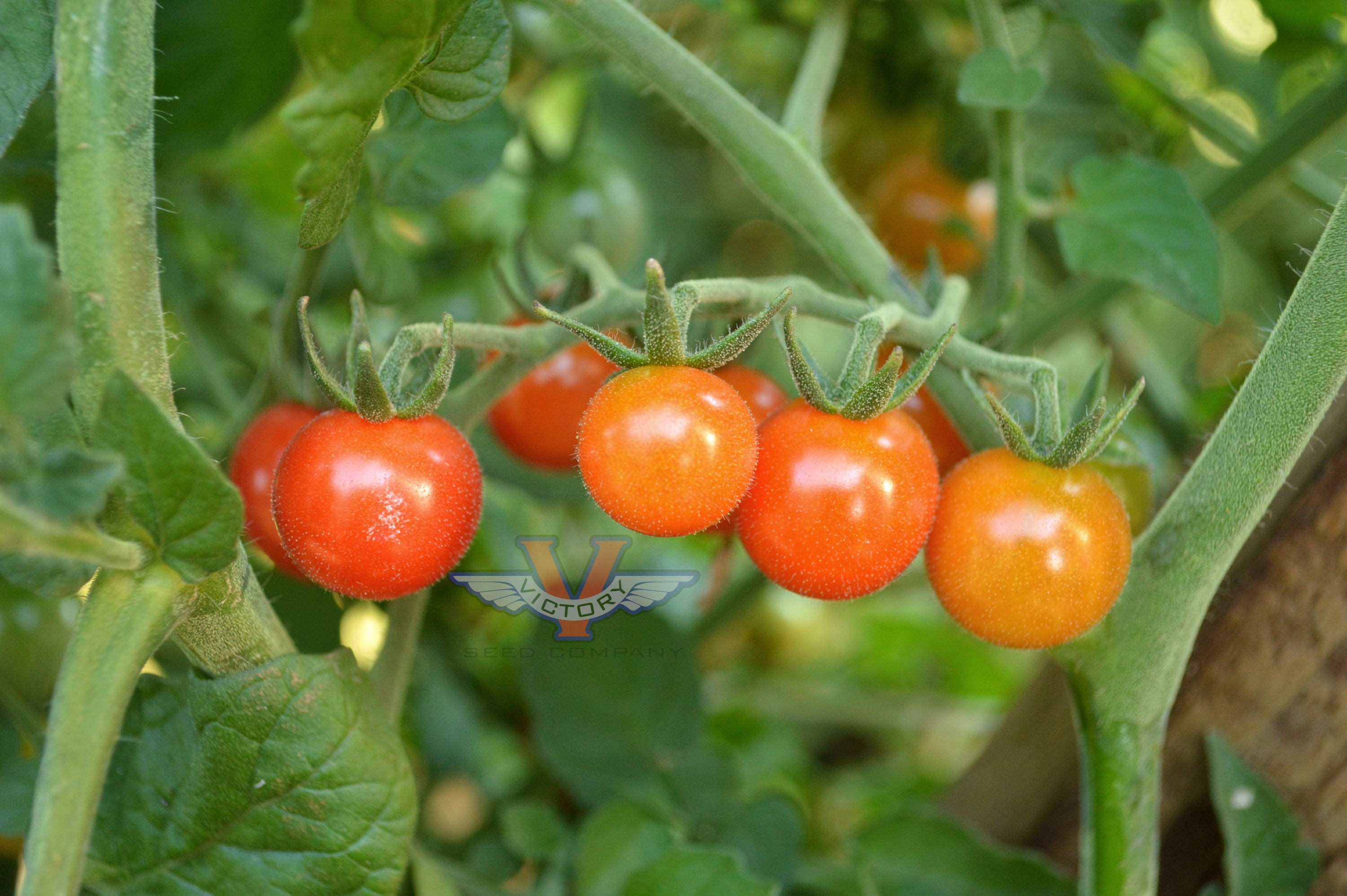 Matts Wild Cherry Tomato Victory Seeds® Victory Seed Company 3123