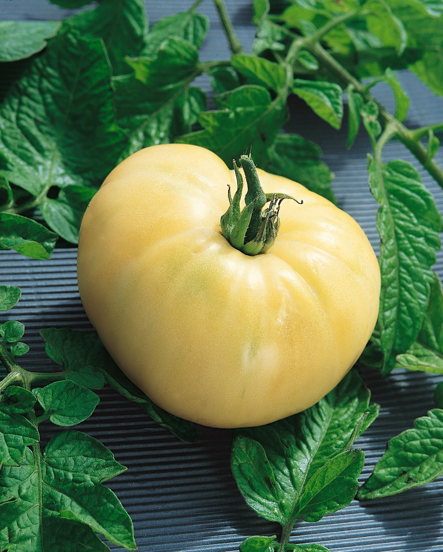 White Wonder Tomato