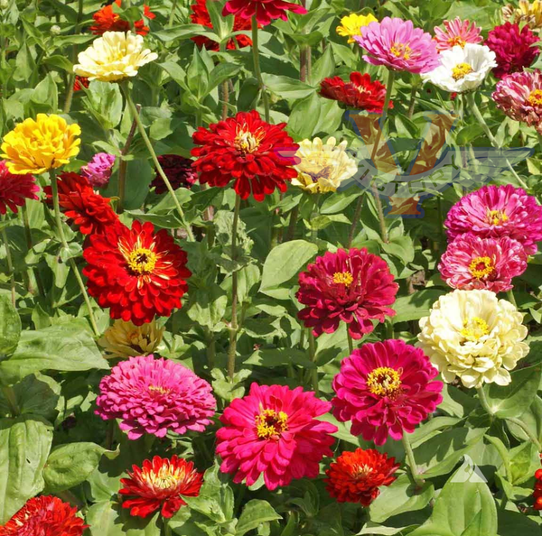 Zinnia, State Fair Mix - Victory Seeds® – Victory Seed Company