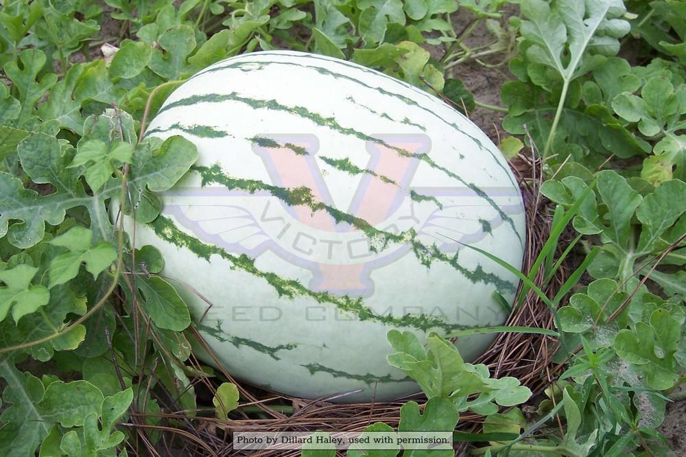 Dixie Queen Watermelon