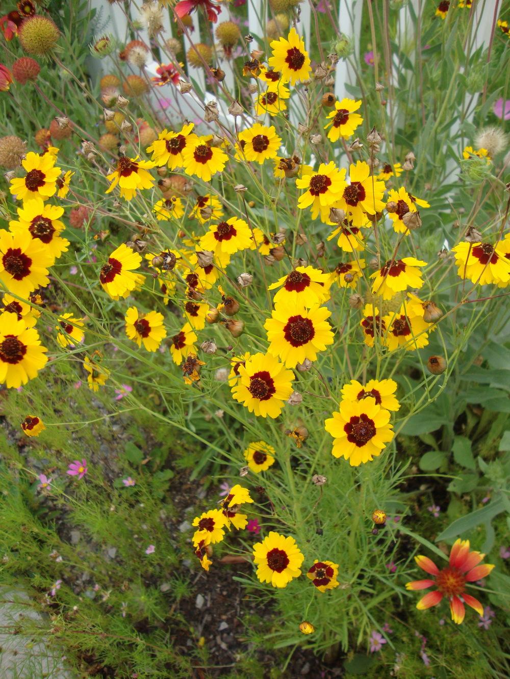 Plains Coreopsis