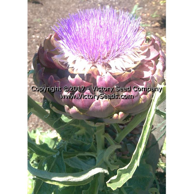 An 'Imperial Star' artichoke flower left on the plant to bloom. This is how we produce seed.