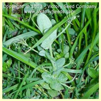 This is an Austrian Winter pea plant in February sown as part of a cover crop mix in October.