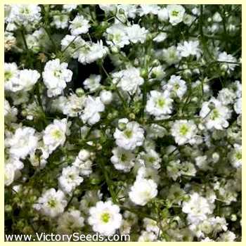 Baby's Breath - Gypsophila elegans