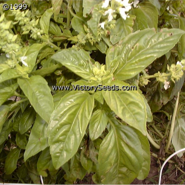 'Italian Large Leaf' basil (aka 'Sweet Basil')