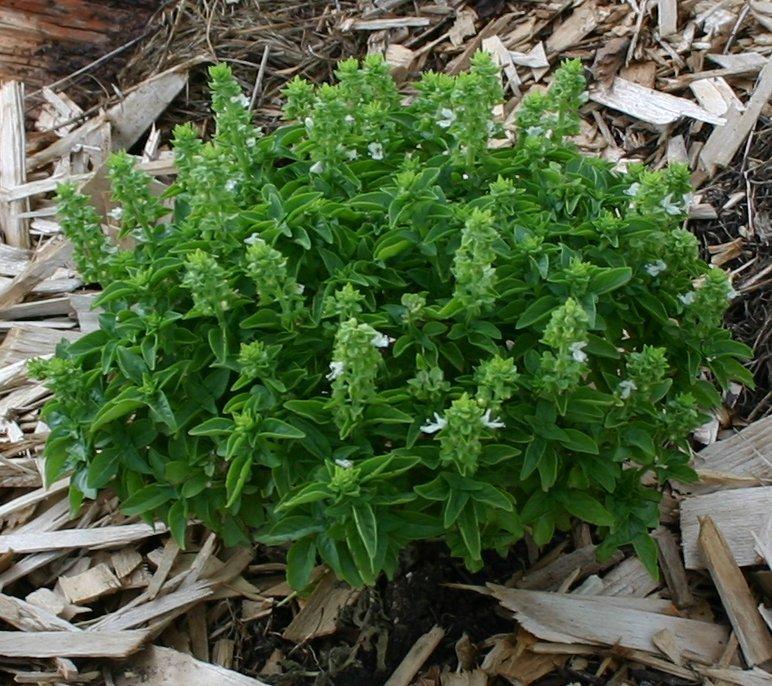 Basil Spicy Globe Boxwood