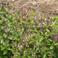 Licorice or Thai basil plants in bloom.